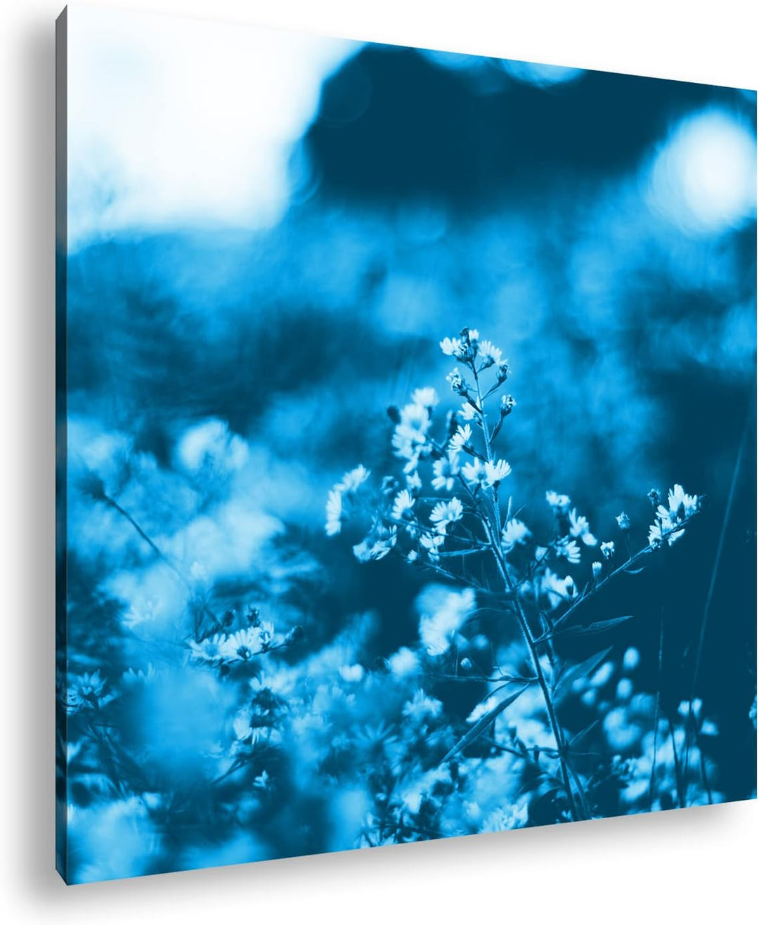 deyoli weisse Wildblumen Format: 70x70 Effekt: Monocrome Blau als Leinwandbild, Motiv fertig gerahmt
