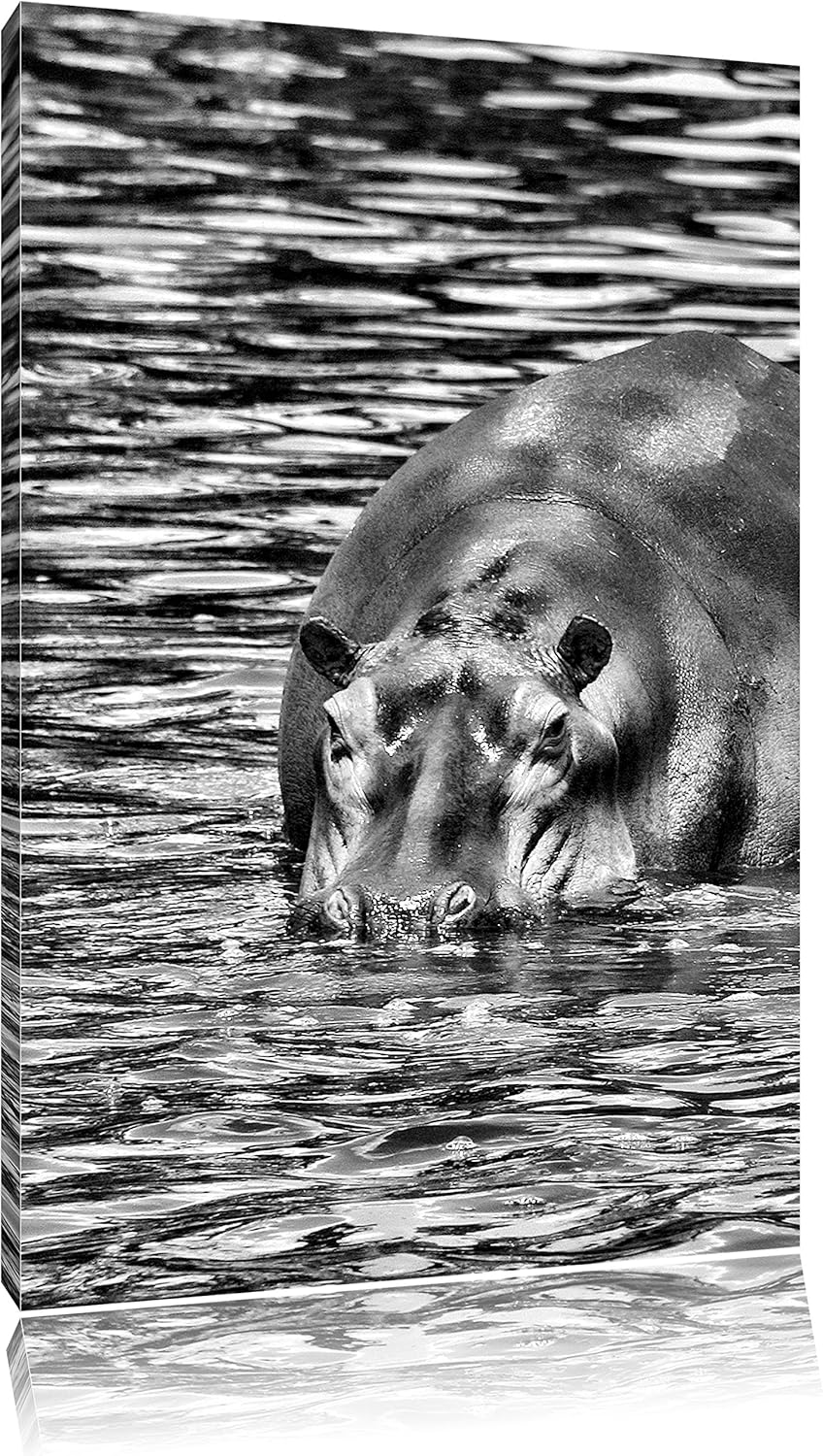 Pixxprint Zwei Flusspferde im Wasser als Leinwandbild/Grösse: 100x70 cm/Wandbild/Kunstdruck/fertig b