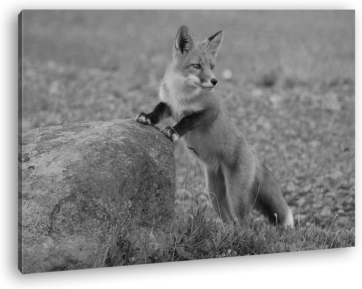 deyoli Verspielter süsser Fuchs Effekt: Schwarz/Weiss Format: 80x60 als Leinwandbild, Motiv fertig g