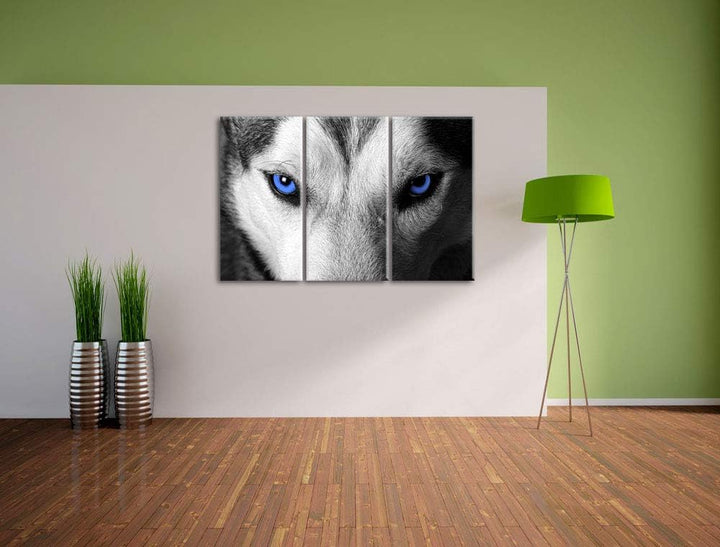 Gefährlicher Husky mit eisblauen Augen schwarz/weiss 3-Teiler Leinwandbild 120x80 Bild auf Leinwand,