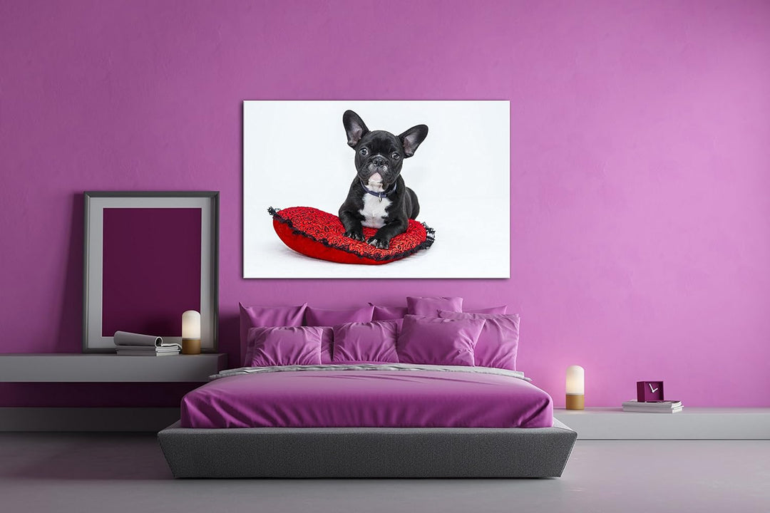 deyoli putzige Bulldogge mit einem Rotem Kissen Format: 100x70 als Leinwand, Motiv fertig gerahmt au