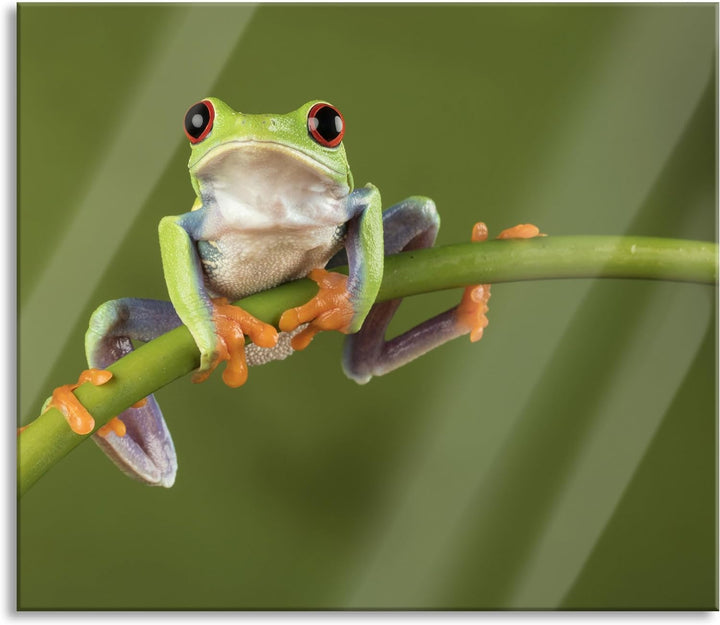 Baum-Frosch auf Bambus Herdabdeckplatte & Spritzschutz aus Echtglas | Für Herd-Kochfelder | 60x52 cm