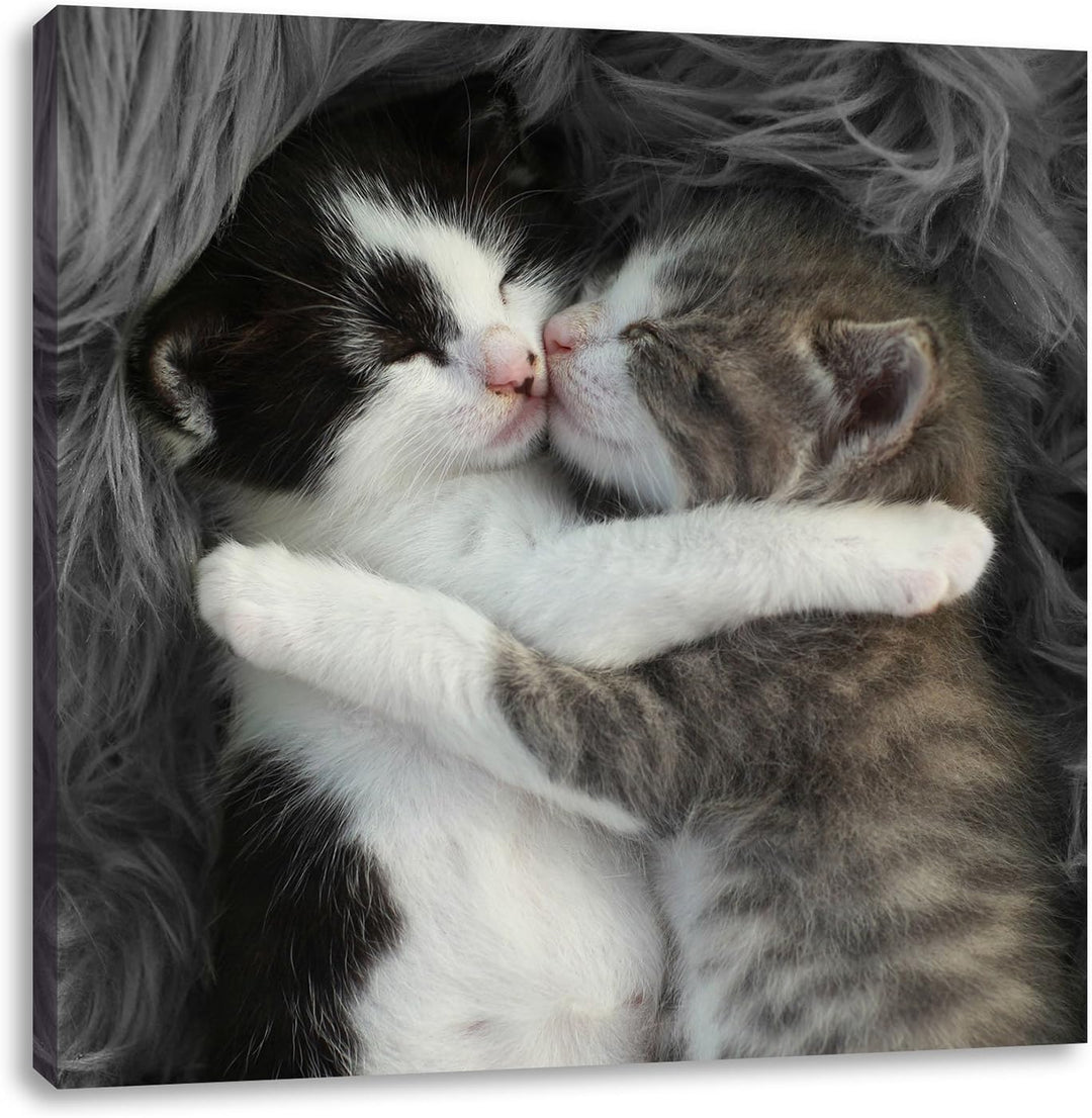 Pixxprint Zwei kuschelnde Kätzchen als Leinwandbild | Grösse: 70x70 cm | Wandbild | Kunstdruck | fer