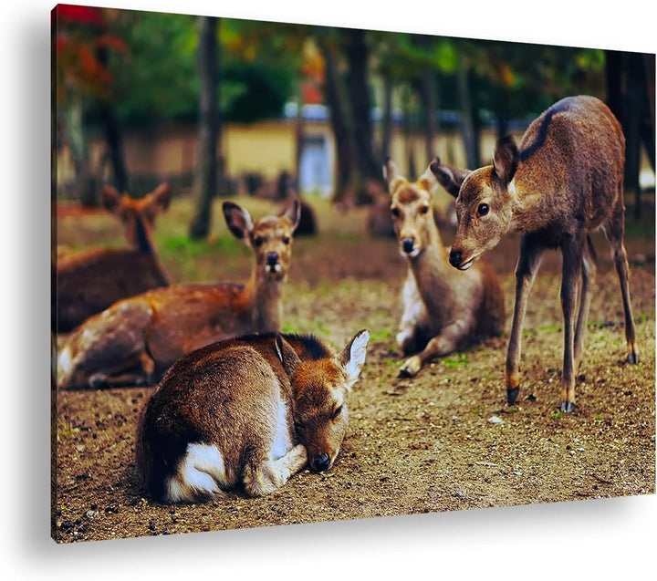deyoli süsse Rehe im Wildgehege Format: 80x60 als Leinwand, Motiv fertig gerahmt auf Echtholzrahmen,