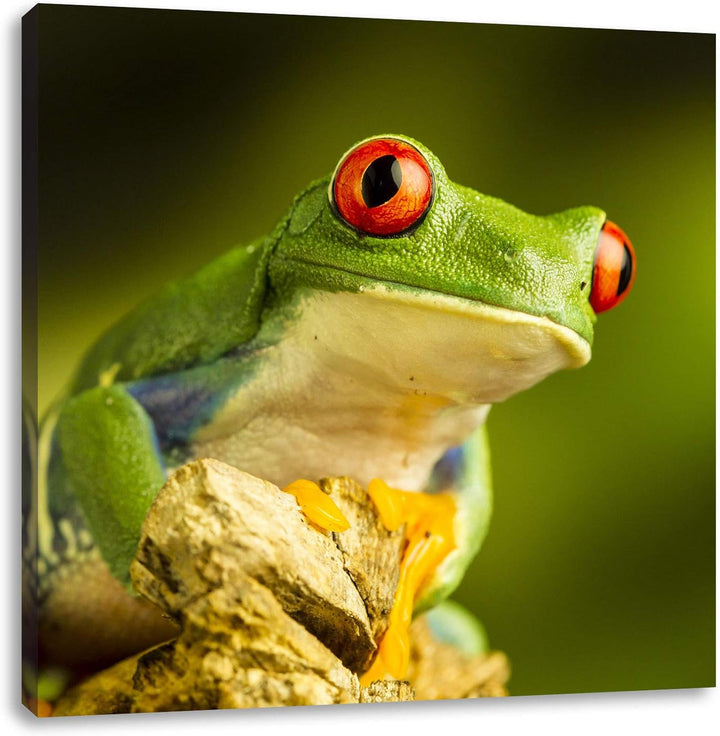 Grüner Rotaugen Frosch, Format: 70x70 auf Leinwand, XXL riesige Bilder fertig gerahmt mit Keilrahmen
