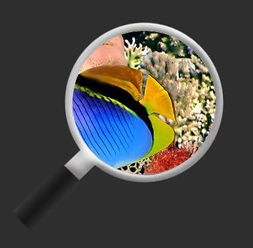 islandburner Bild Bilder auf Leinwand Aquarium Fische Meerwasser Tropische Doktorfische 3p XXL Poste