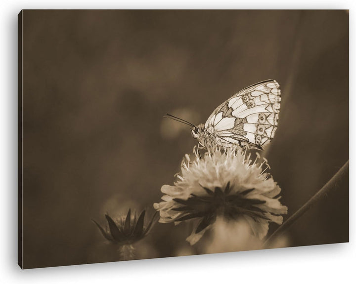 deyoli ruhiger Schmetterling Format: 80x60 Effekt: Sepia als Leinwandbild, Motiv fertig gerahmt auf