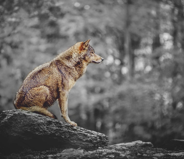 Wolf sitzt auf einem Stein im Herbstwald B&W Detail Herdabdeckplatte & Spritzschutz aus Echtglas | F
