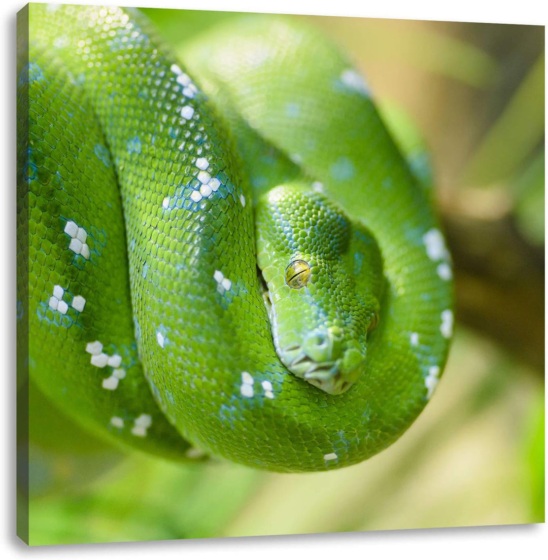 Grüne giftige Baumschlange, Format: 70x70 auf Leinwand, XXL riesige Bilder fertig gerahmt mit Keilra