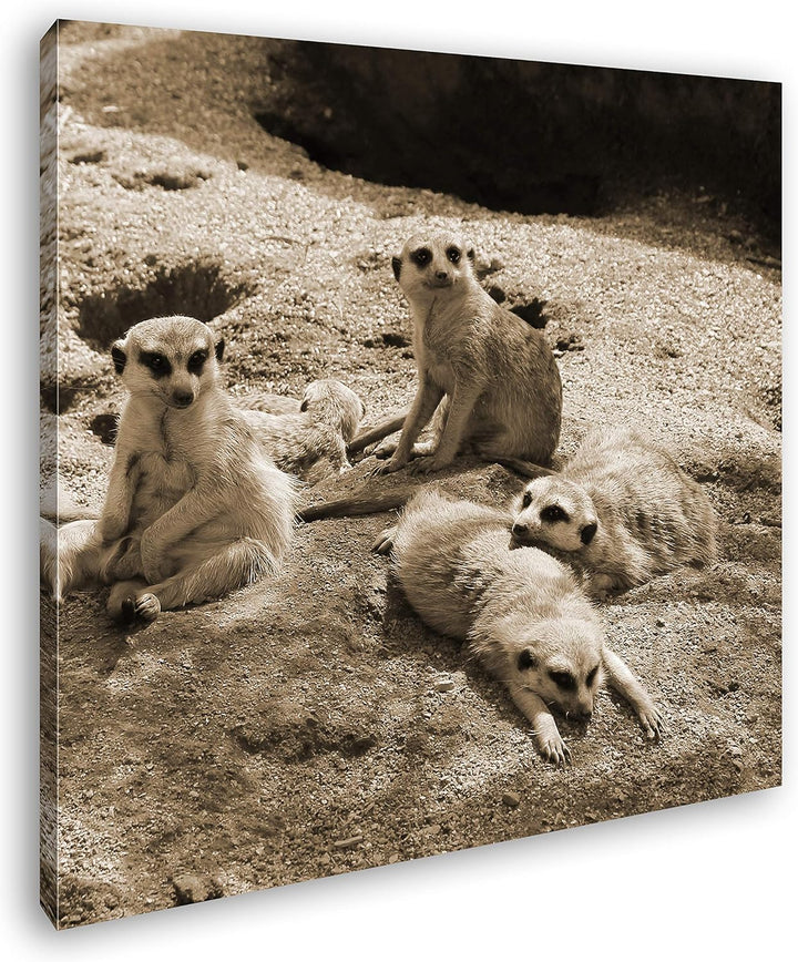 deyoli niedliche Erdmännchen Familie im Format: 60x60 Effekt: Sepia als Leinwandbild, Motiv auf Echt