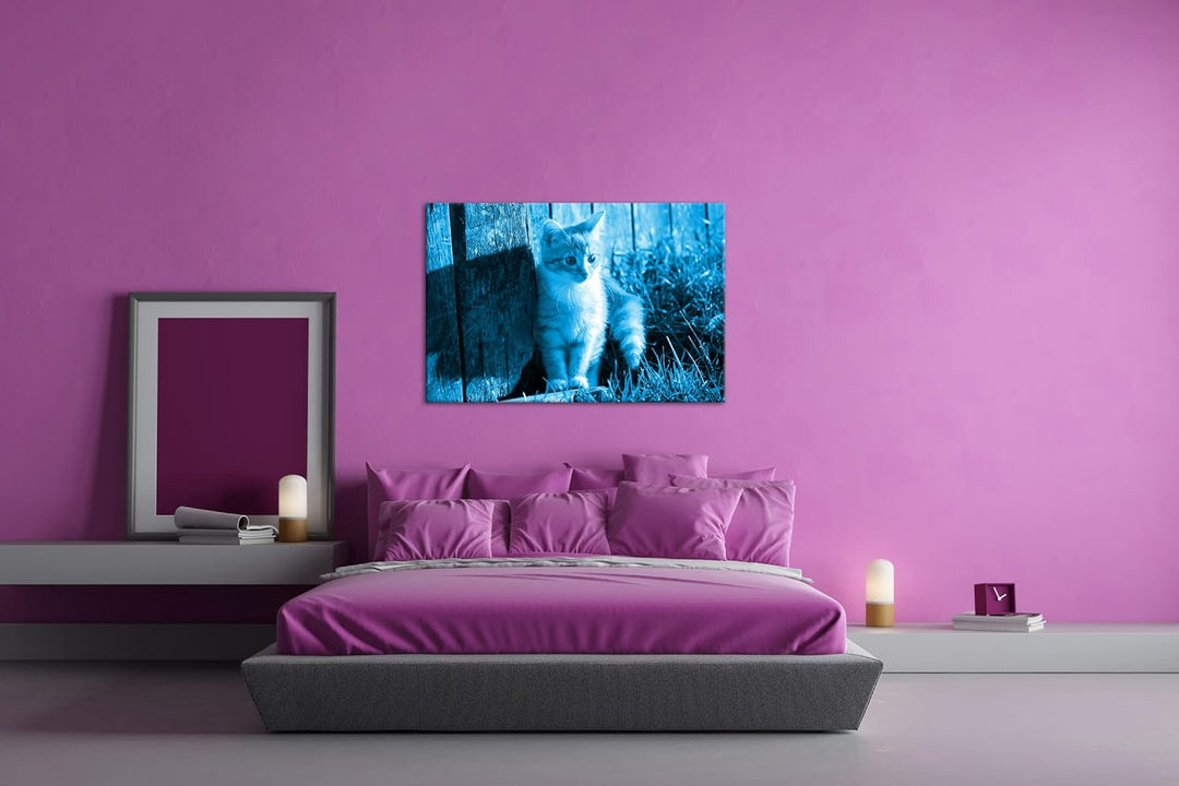 deyoli süsse kleine Katze im Sonnenschein Format 80x60 Effekt: Monocrome Blau als Leinwandbild, Moti