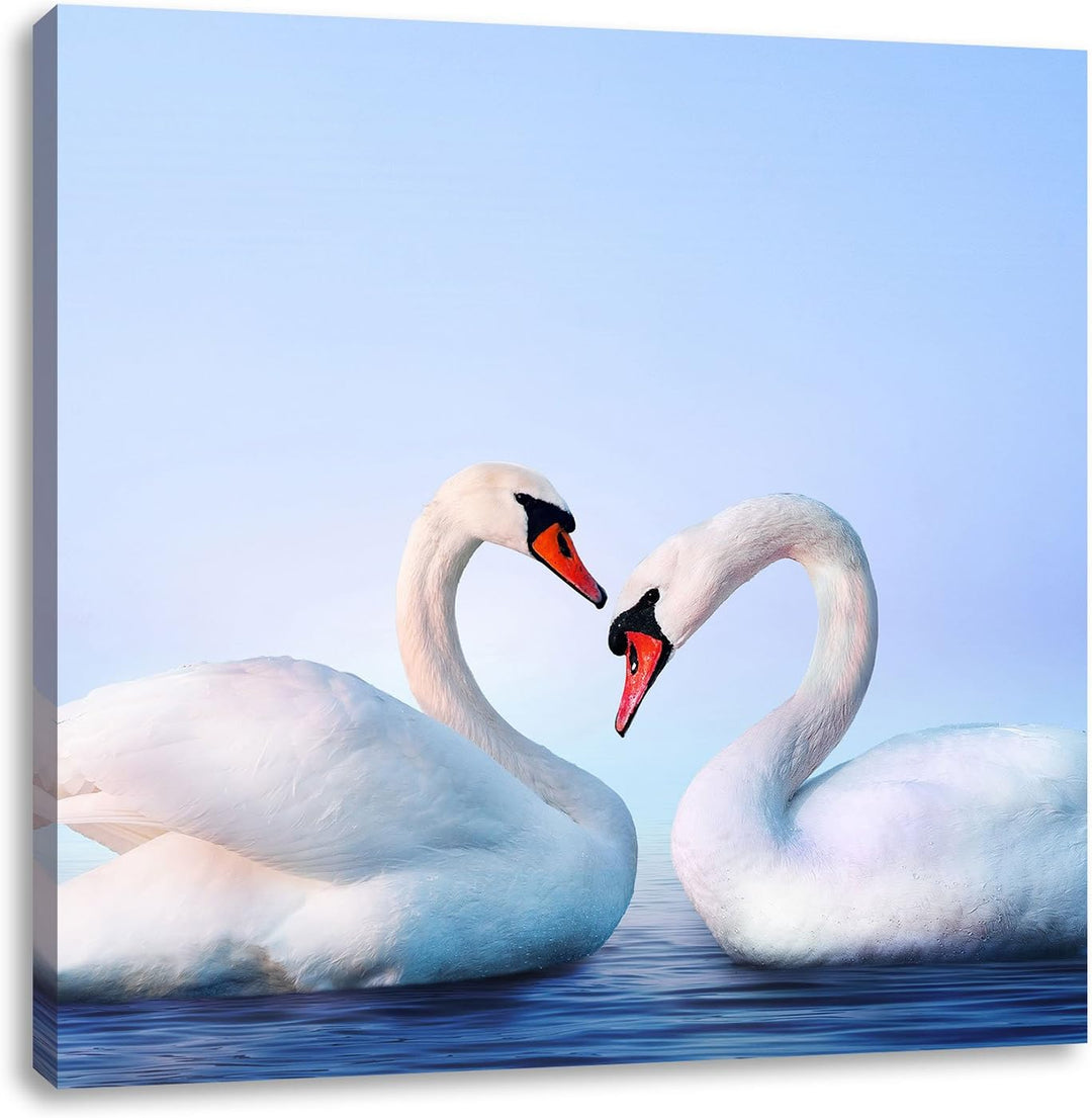 Pixxprint Zwei prächtige Schwäne auf dem Wasser, Format: 70x70 auf Leinwand, 70x70