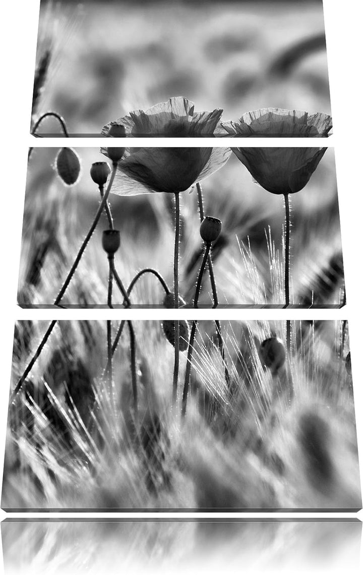 Pixxprint Zwei schöne Mohnblumen als Leinwandbild/Grösse: 3 Teilig (120x80) cm/Wandbild/Kunstdruck/f