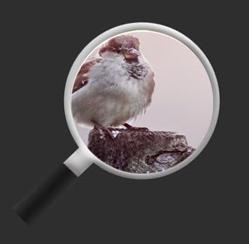 islandburner Bild Bilder auf Leinwand Birds Vögel Spatz auf Holzsteg Panorama XXL Poster Leinwandbil