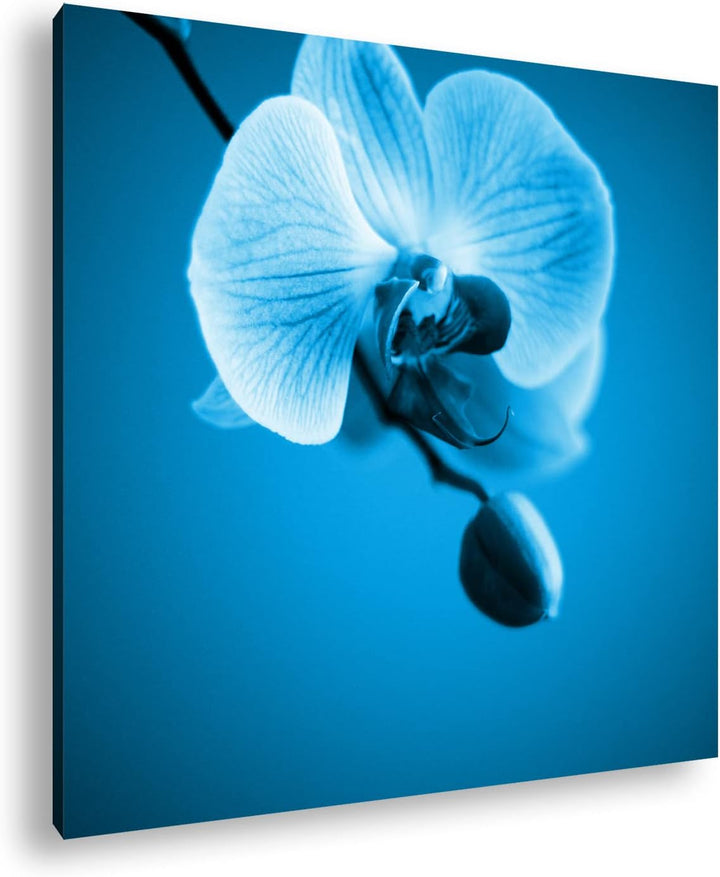 deyoli Zauberhafte Orchidee Format: 70x70 Effekt: Monocrome Blau als Leinwandbild, Motiv fertig gera
