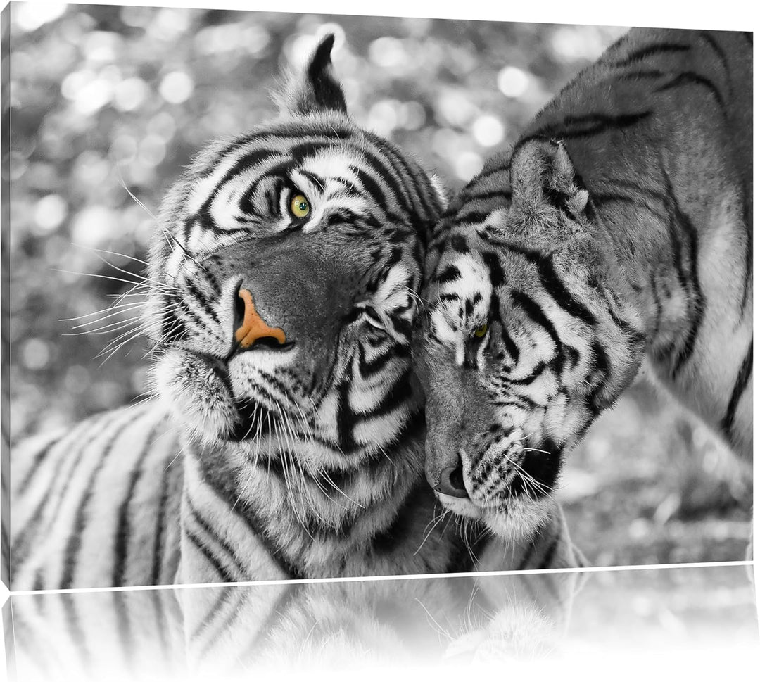 Pixxprint Zwei liebkosende Tiger B&W Detail, Format: 100x70 auf Leinwand, 100x70