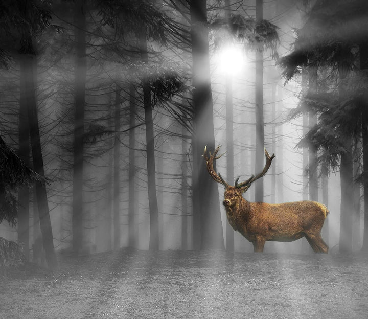 Hirsch auf Waldlichtung Sonnenstrahlen B&W Detail Herdabdeckplatte & Spritzschutz aus Echtglas | Für