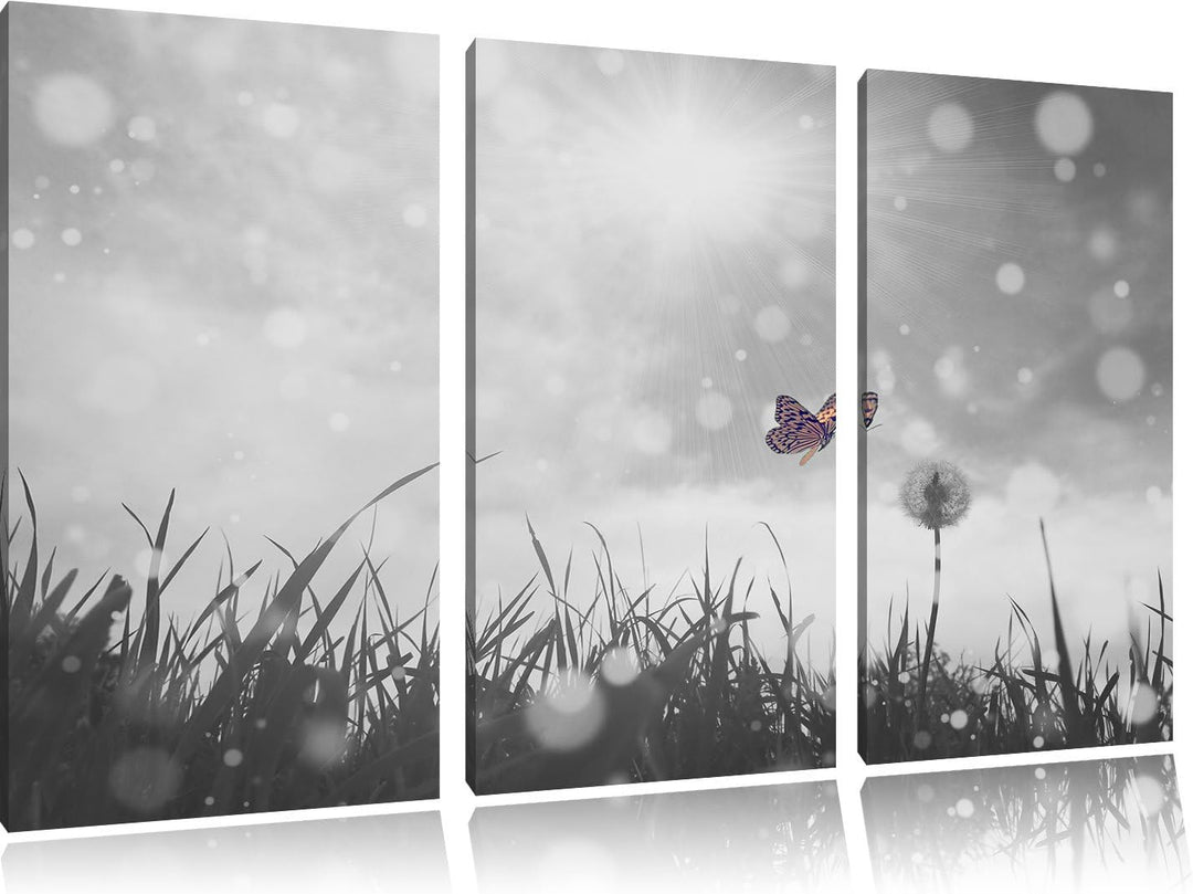 Pixxprint zarter Schmetterling fliegt zu Pusteblume B&W Detail 3-Teiler Leinwandbild 120x80 Bild auf