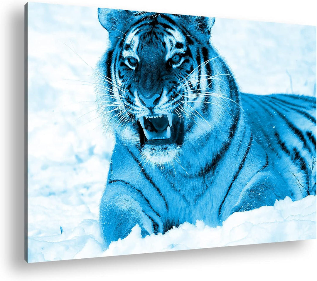 deyoli knurrender Tiger im Schnee Format 80x60 Effekt: Monocrome Blau als Leinwandbild, Motiv fertig