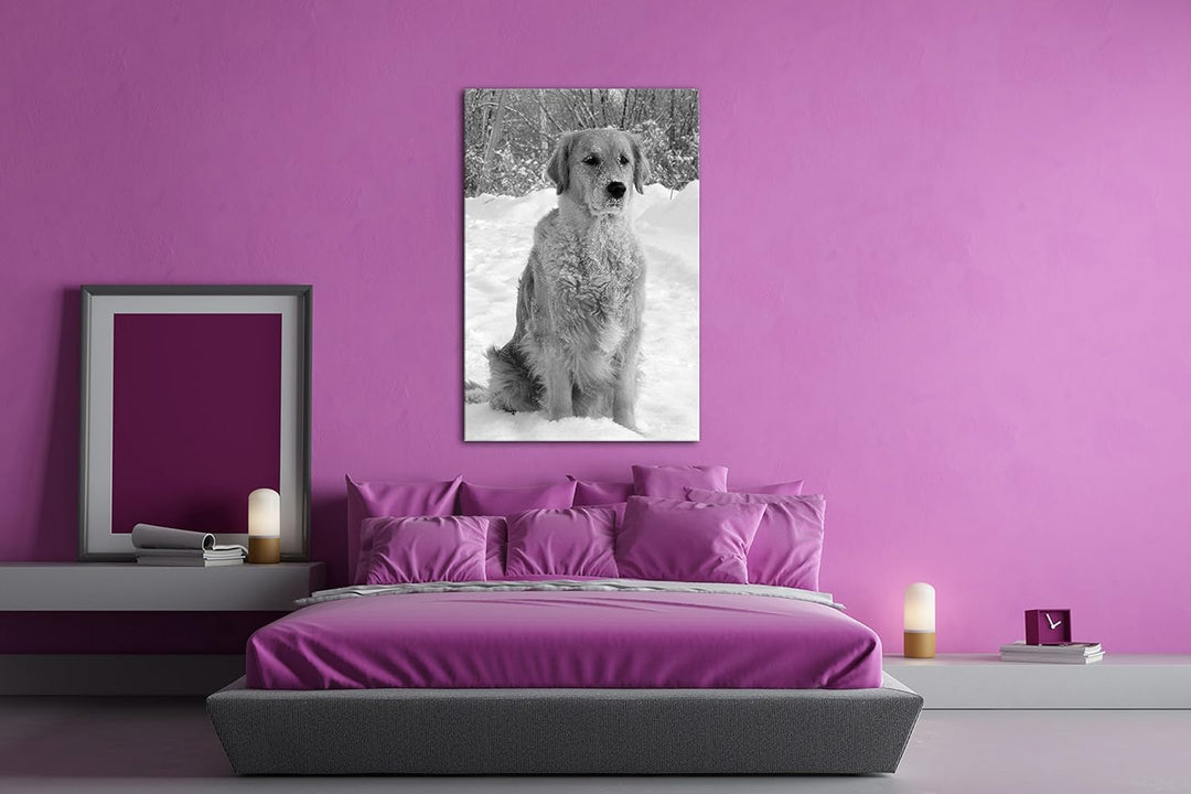 deyoli Niedlicher Golden Retriever im Schnee Effekt: Schwarz/Weiss Format: 80x60 als Leinwandbild, M