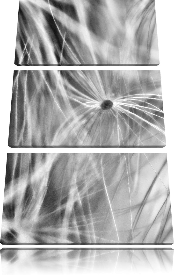 Pixxprint zarte Pusteblumenpollen als Leinwandbild/Grösse: 3 Teilig (120x80) cm/Wandbild/Kunstdruck/