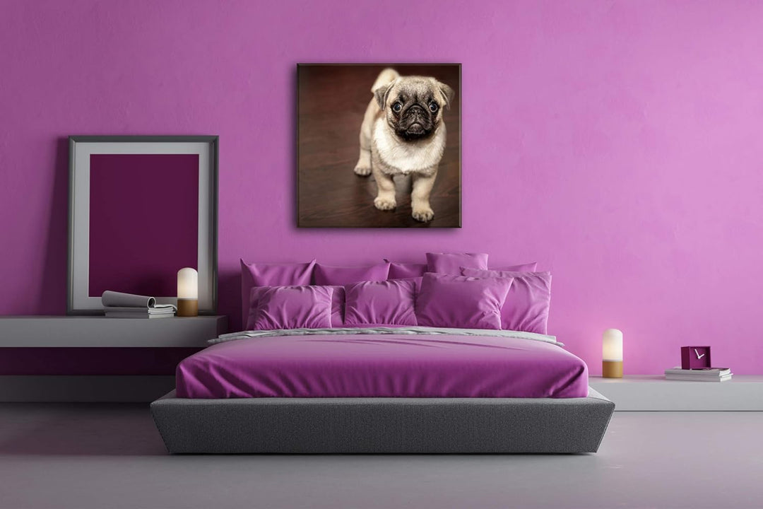 deyoli süsser Kleiner Mops Format: 60x60 als Leinwandbild, Motiv fertig gerahmt auf Echtholzrahmen,