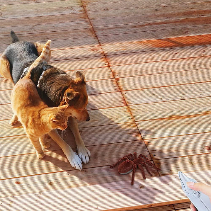 XiXiRan Ferngesteuerte Spinne Spielzeug, Ferngesteuerte Tarantel, Steuerspinne Spielzeug, Rc Spider,
