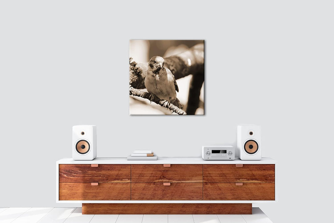 deyoli neugieriger Vogel Effekt: Sepia Format: 70x70 als Leinwandbild, Motiv fertig gerahmt auf Echt