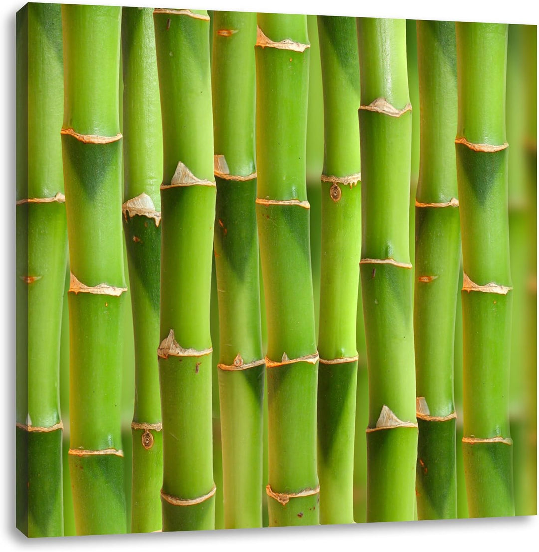 Grüner frischer Bambus, Format: 70x70 auf Leinwand, XXL riesige Bilder fertig gerahmt mit Keilrahmen