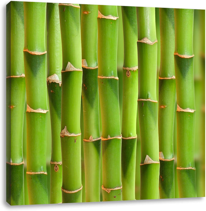 Grüner frischer Bambus, Format: 70x70 auf Leinwand, XXL riesige Bilder fertig gerahmt mit Keilrahmen