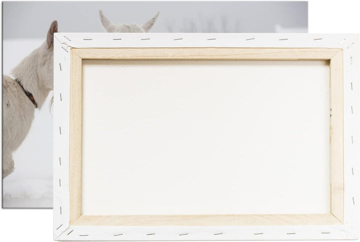 deyoli weisse Ziegen im Schnee Format: 100x70 als Leinwand, Motiv fertig gerahmt auf Echtholzrahmen,