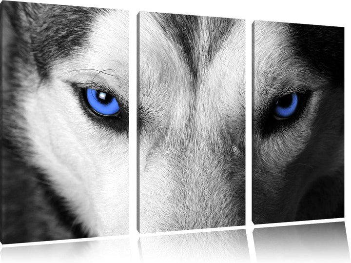 Gefährlicher Husky mit eisblauen Augen schwarz/weiss 3-Teiler Leinwandbild 120x80 Bild auf Leinwand,