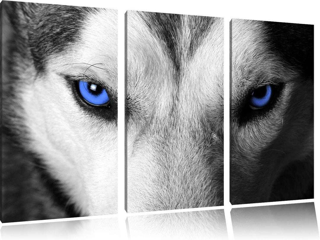 Gefährlicher Husky mit eisblauen Augen schwarz/weiss 3-Teiler Leinwandbild 120x80 Bild auf Leinwand,