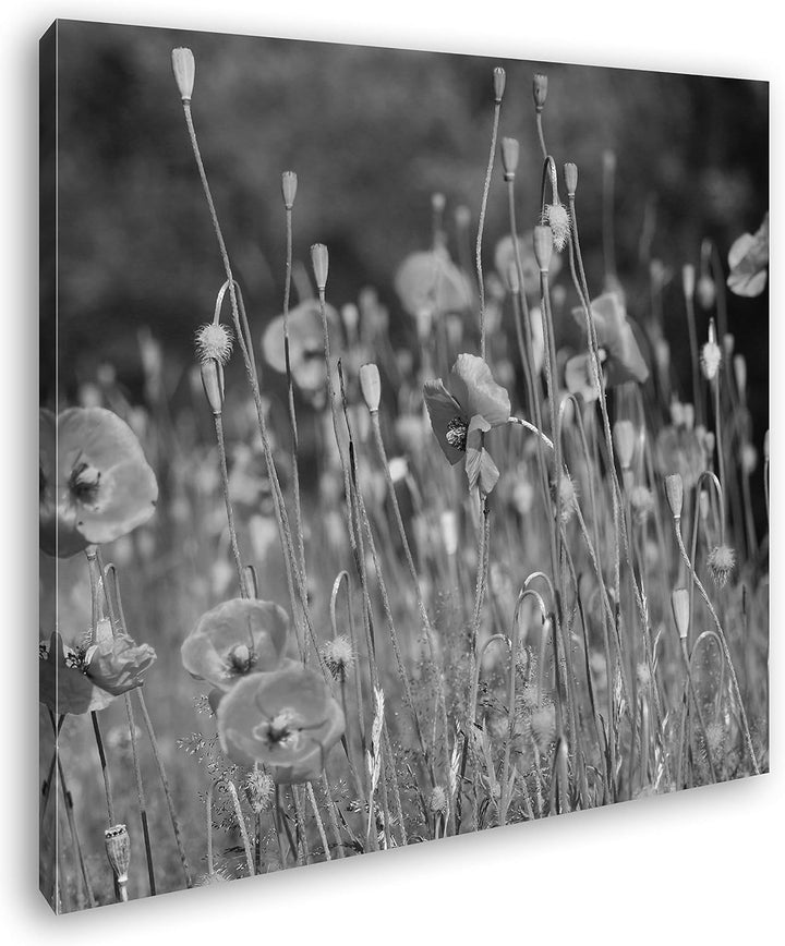 deyoli Mohnblumen Format: 60x60 Effekt: Schwarz&Weiss als Leinwandbild, Motiv fertig gerahmt auf Ech
