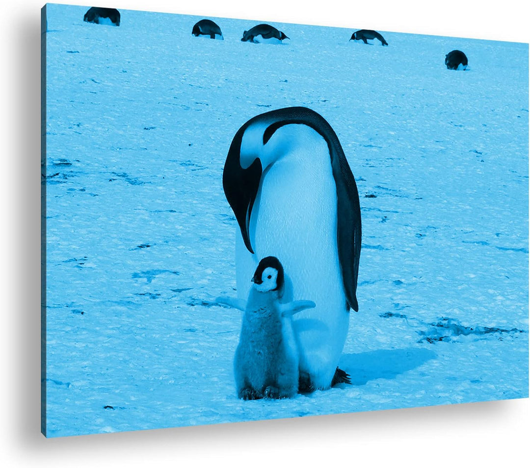 deyoli süsse Kaiserpinguine in der Antarktis Format 60x40 Effekt: Monocrome Blau als Leinwandbild, M
