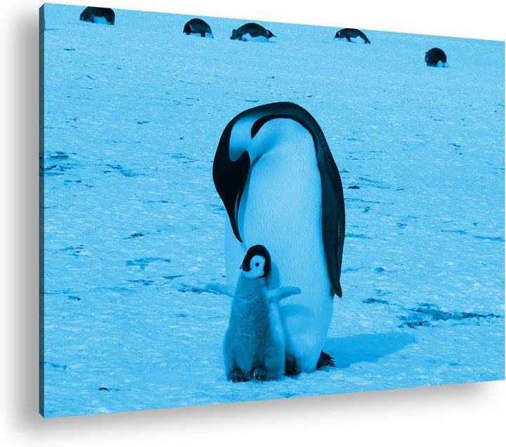 deyoli süsse Kaiserpinguine in der Antarktis Format 60x40 Effekt: Monocrome Blau als Leinwandbild, M