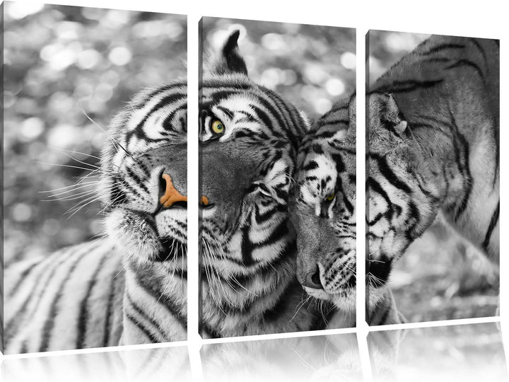 Pixxprint Zwei liebkosende Tiger als Leinwandbild/Grösse: 3 Teilig (120x80) cm/Wandbild/Kunstdruck/f