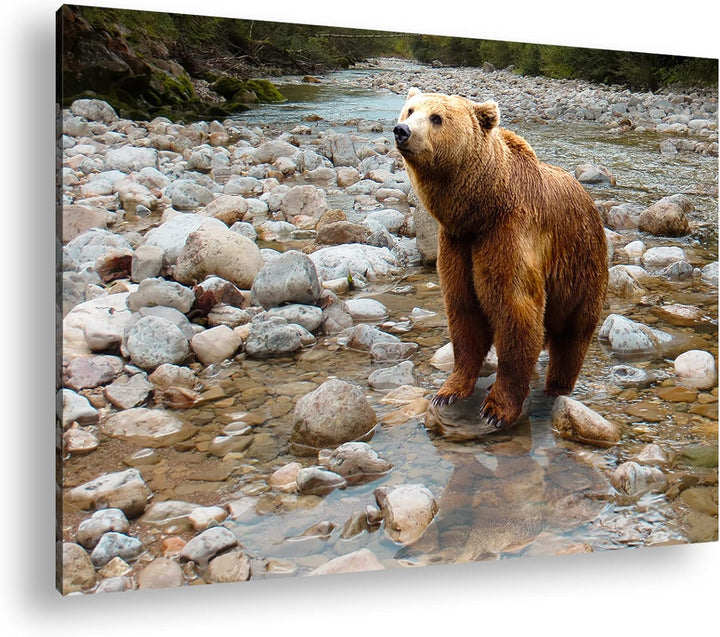 deyoli niedlicher Braunbär Format: 80x60 als Leinwandbild, Motiv fertig gerahmt auf Echtholzrahmen,