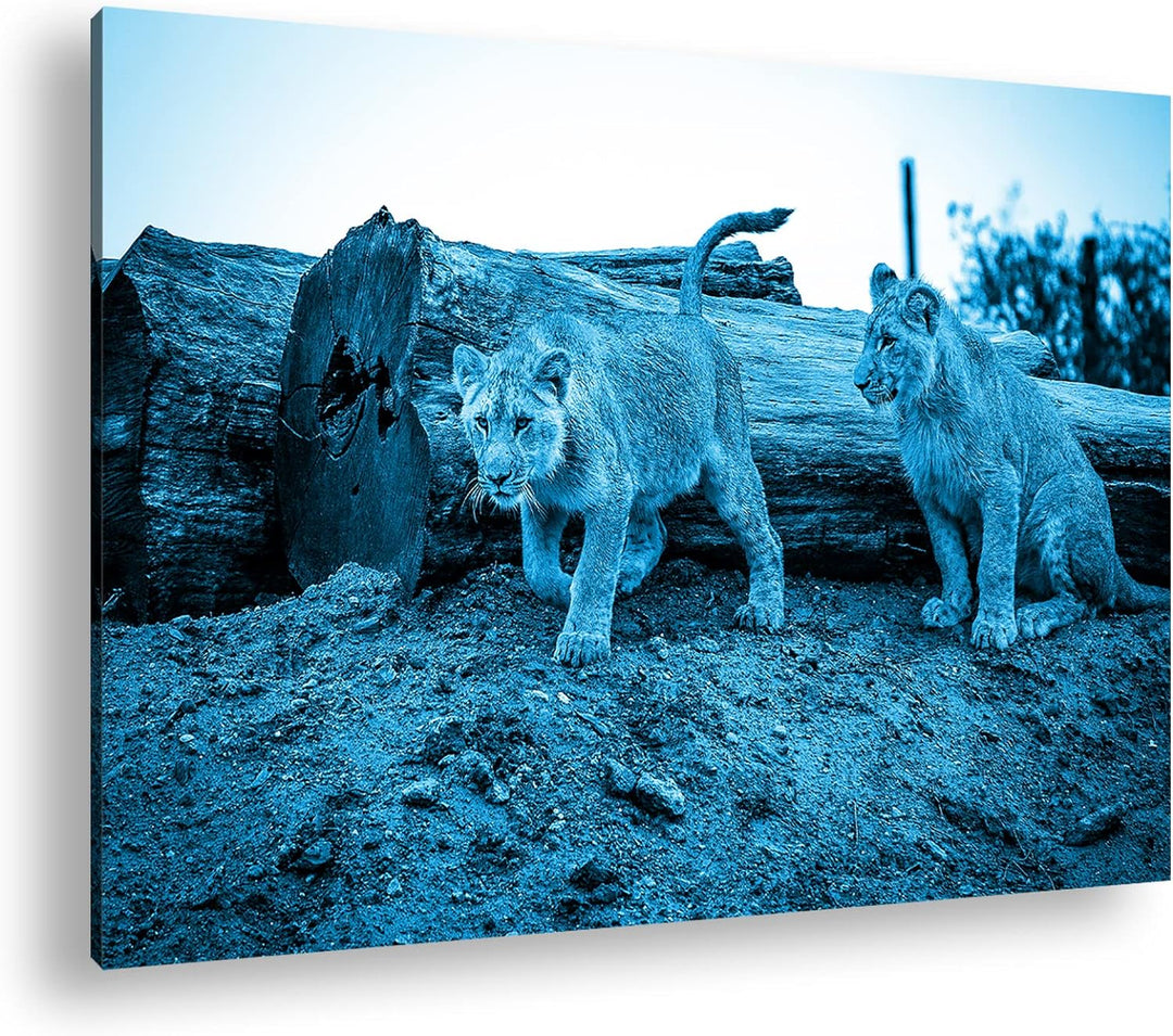 deyoli neugierige Löwenbabys Format 80x60 Effekt: Monocrome Blau als Leinwandbild, Motiv fertig gera