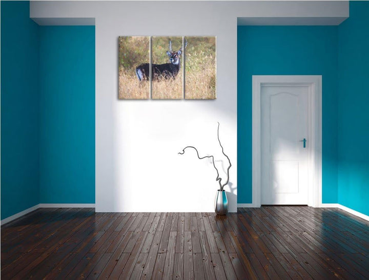 ausgewachsene Dorkasgazelle NewArt 3-Teiler Leinwandbild 120x80 Bild auf Leinwand, XXL riesige Bilde