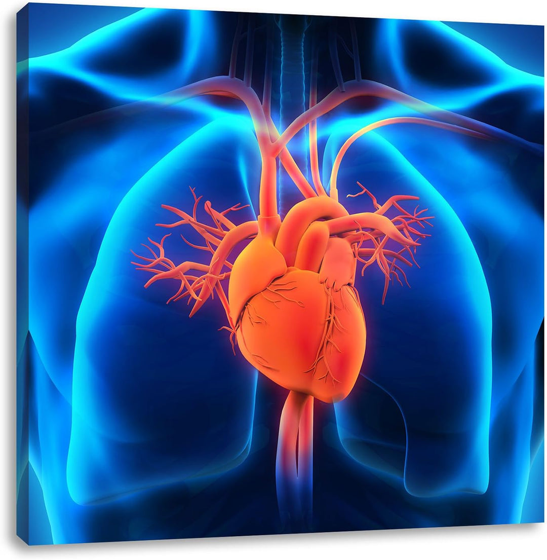 Herz des Menschen, Format: 70x70 auf Leinwand, XXL riesige Bilder fertig gerahmt mit Keilrahmen, Kun