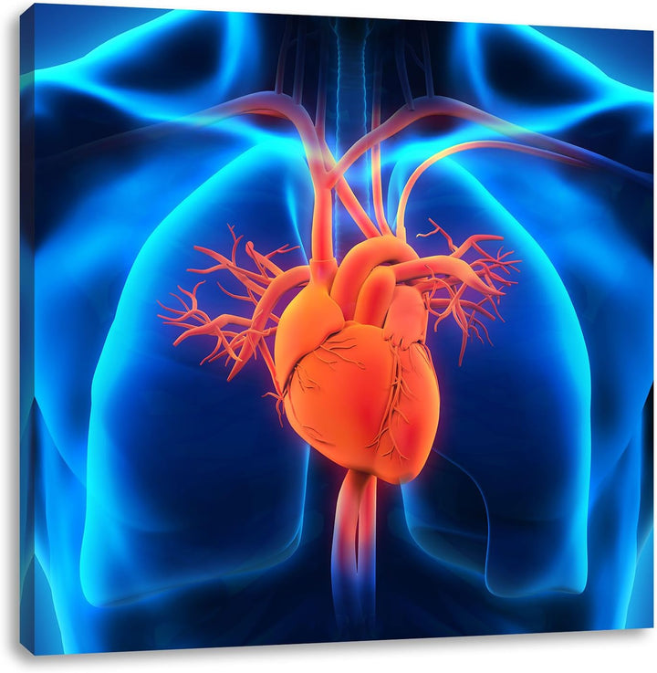Herz des Menschen, Format: 70x70 auf Leinwand, XXL riesige Bilder fertig gerahmt mit Keilrahmen, Kun
