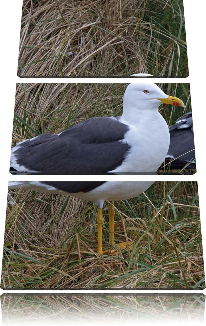 Pixxprint Zwei Möwen im hohen Gras als Leinwandbild/Grösse: 3 Teilig (120x80) cm/Wandbild/Kunstdruck