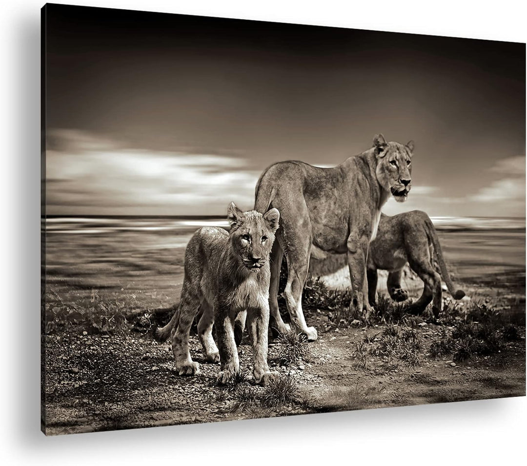 deyoli zauberhafte Löwenfamilie Format: 80x60 als Leinwandbild, Motiv fertig gerahmt auf Echtholzrah