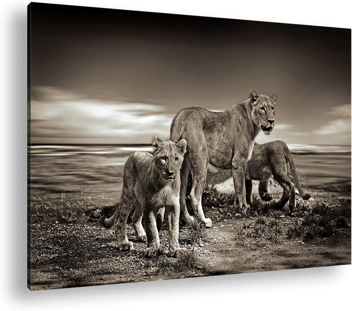 deyoli zauberhafte Löwenfamilie Format: 80x60 als Leinwandbild, Motiv fertig gerahmt auf Echtholzrah