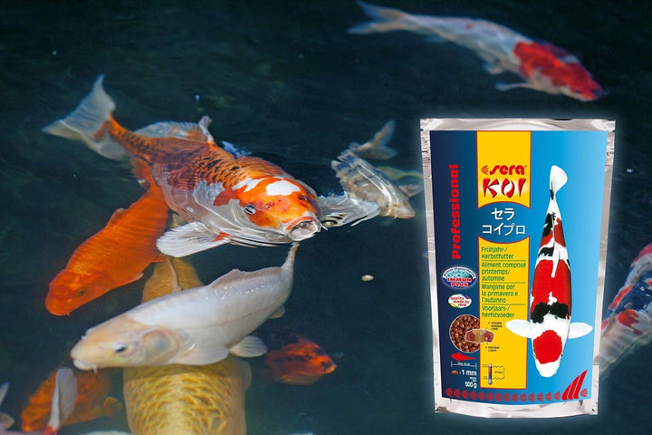 sera KOI Professional Koifutter 7 kg (21L) | Koi-Fischfutter für Frühjahr und Herbst | Für Temperatu
