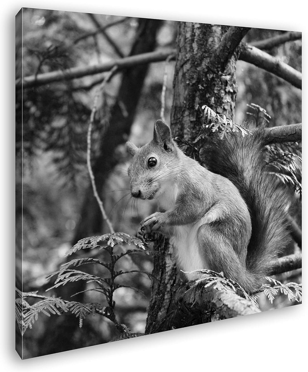 deyoli niedliches Eichhörnchen Format: 60x60 Effekt: Schwarz&Weiss als Leinwandbild, Motiv fertig ge