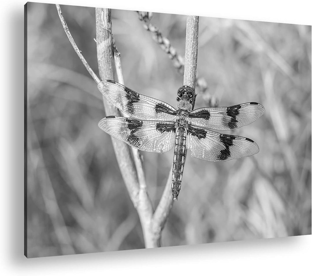 deyoli zauberhafte Drachen Libelle Format: 80x60 Effekt: Schwarz&Weiss als Leinwandbild, Motiv ferti
