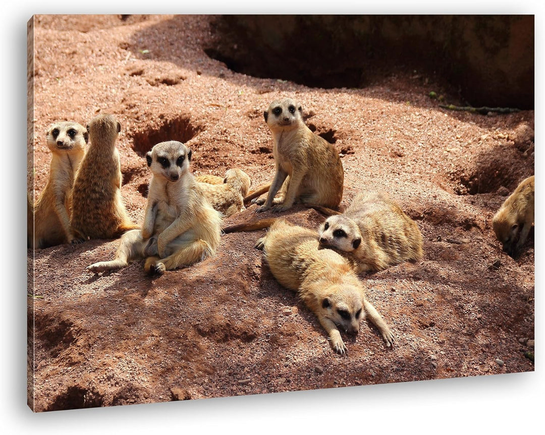deyoli niedliche Erdmännchen Familie im Format: 80x60 als Leinwandbild, Motiv fertig gerahmt auf Ech