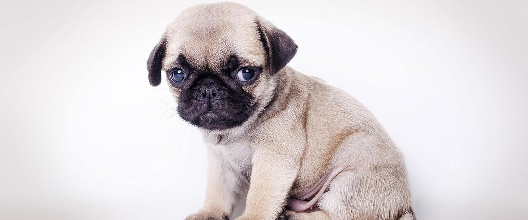 Glasbild Panorama | Wandbild aus Echtglas | Kleiner Hundewelpe Mops | 100x40 cm | inkl. Aufhängung u